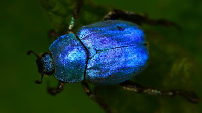 Beetle's adaptability to saline environments could be helpful in understanding the ecological consequences of climate change. Photo by James Wainscoat on Unsplash