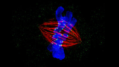 Una de las becas de 10 millones de euros tratará de entender uno de los procesos más fundamentales de la vida: la división celular. Foto de ZEISS Microscopy en Foter.com / CC BY-NC-ND