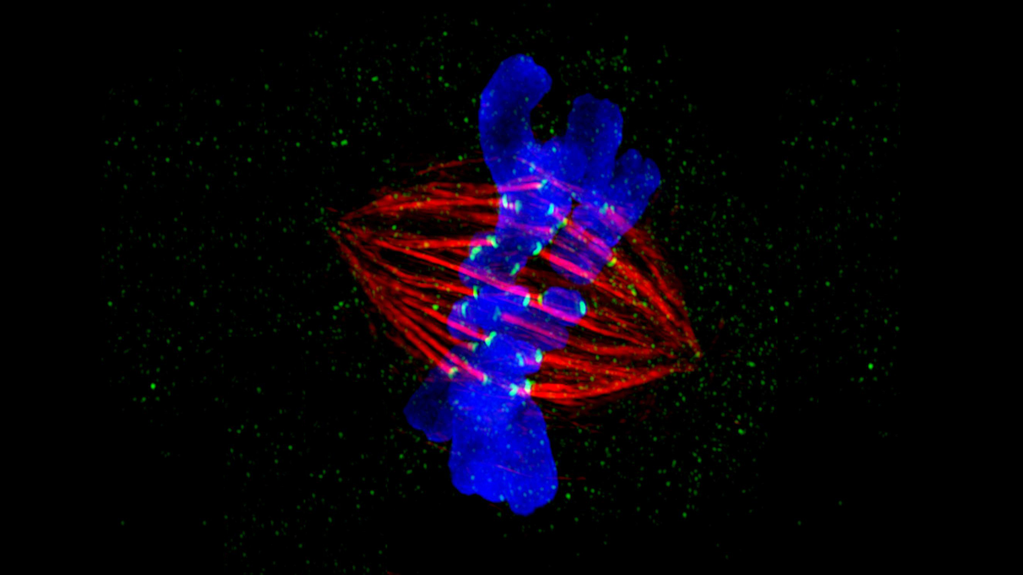 Una de las becas de 10 millones de euros tratará de entender uno de los procesos más fundamentales de la vida: la división celular. Foto de ZEISS Microscopy en Foter.com / CC BY-NC-ND