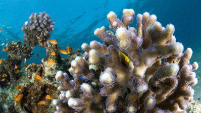 Stylophora pistillata és un corall que habita les aigues del Mar Roig. Crèdit: Hagai Native/Universitat de Haifa.