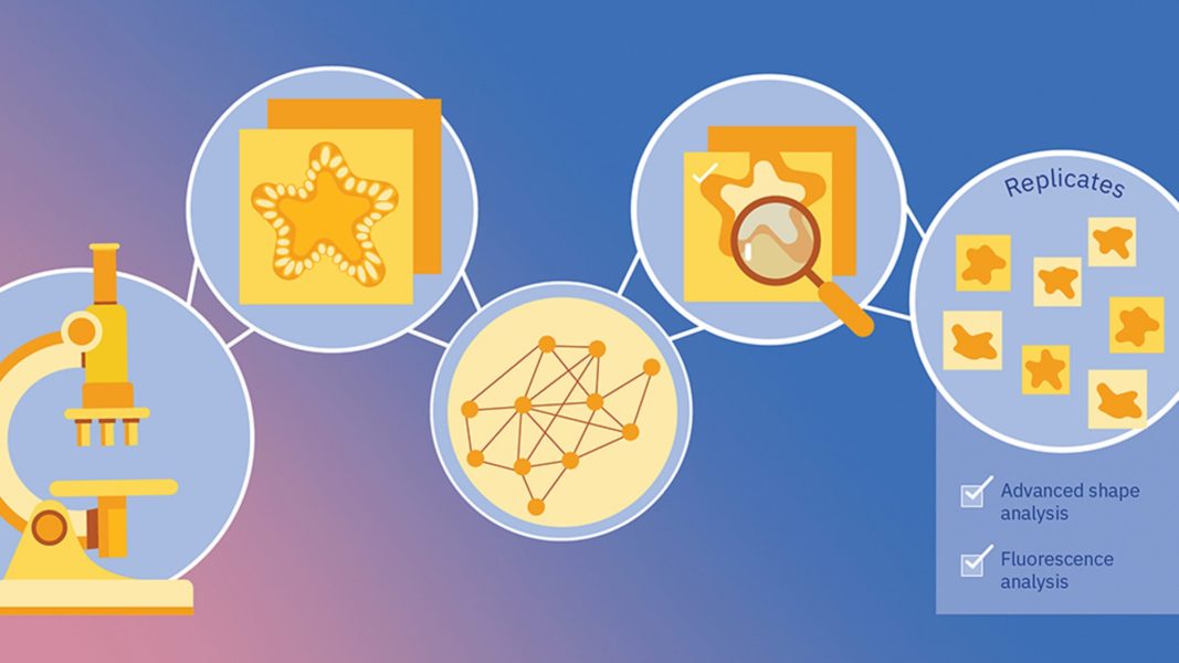 New tool to analyse organoid images born during lockdown - El·lipse