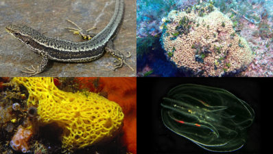 collage amb quatre espècies: la sargantana pallaresa, el corall Cladocora caespitosa, l'esponja Clarthrina clathrus i el ctenòfor Mnemiopsis leidy.