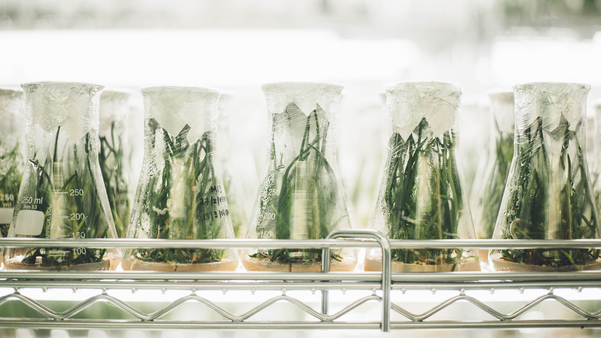 Imatge d'uns matrassos de vidre amb plantes creixent dins
