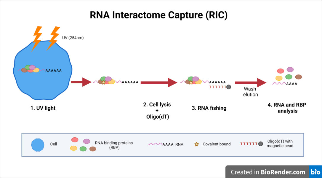 rna binding protein