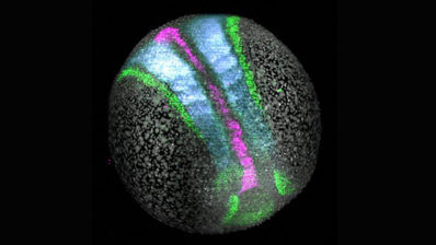 Embrió de peix zebra de 10 hores amb marcatge fluorescent de les cèl·lules de diferents teixits embrionaris en verd, blau i lila.