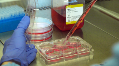 Someone's hands chaning the medium of a cell culture plate.