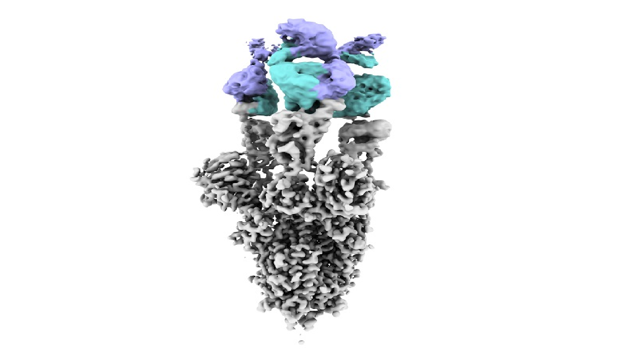An effective antibody against all variants of SARS-CoV-2