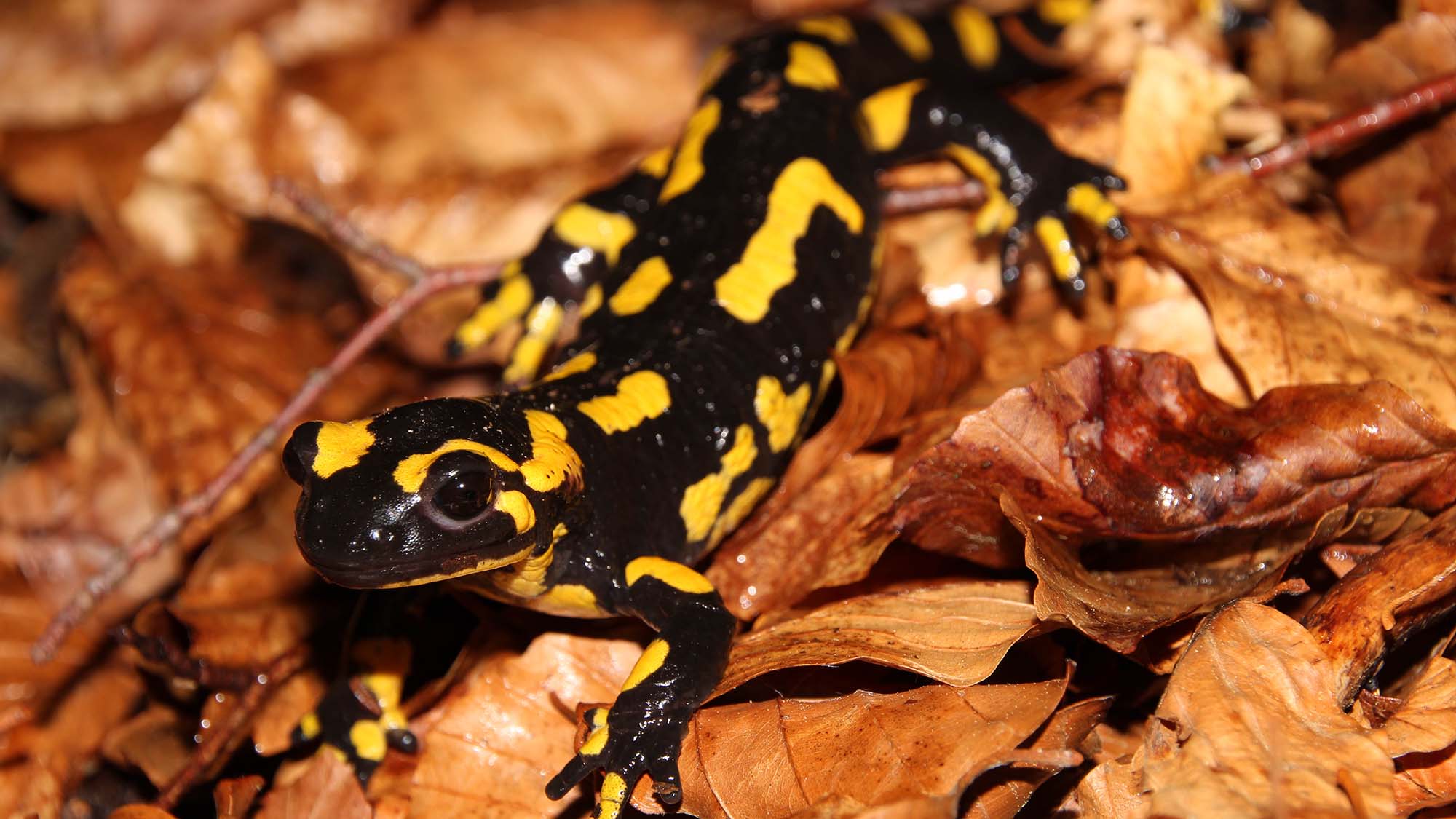 IBE leads an interdisciplinary project for amphibian conservation in Catalonia