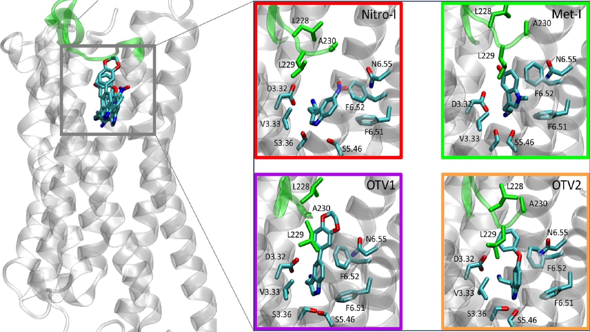 Protein model