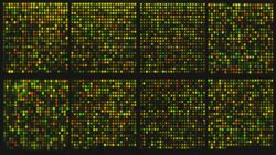 Microarrays