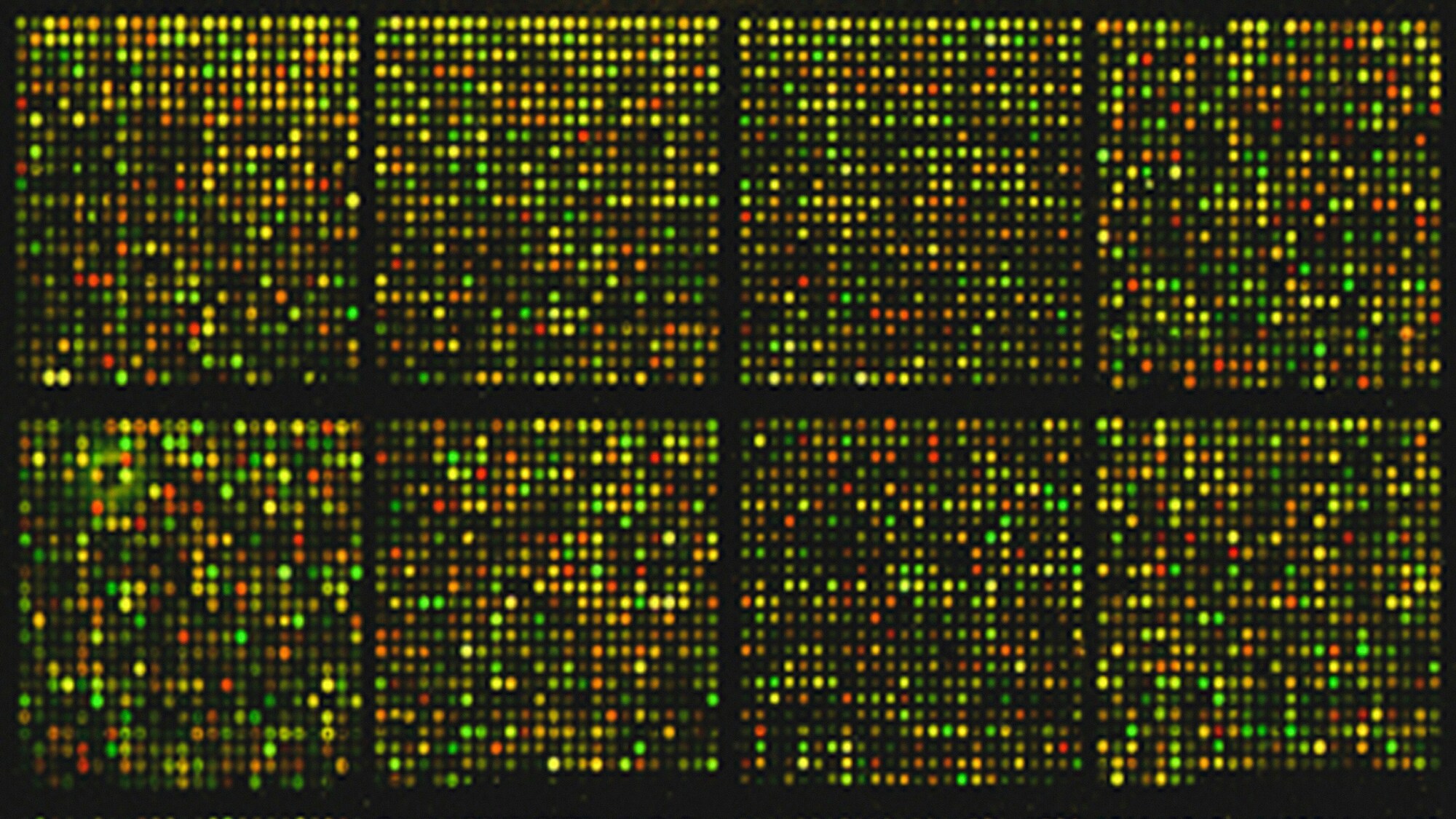 The genome in a microchip