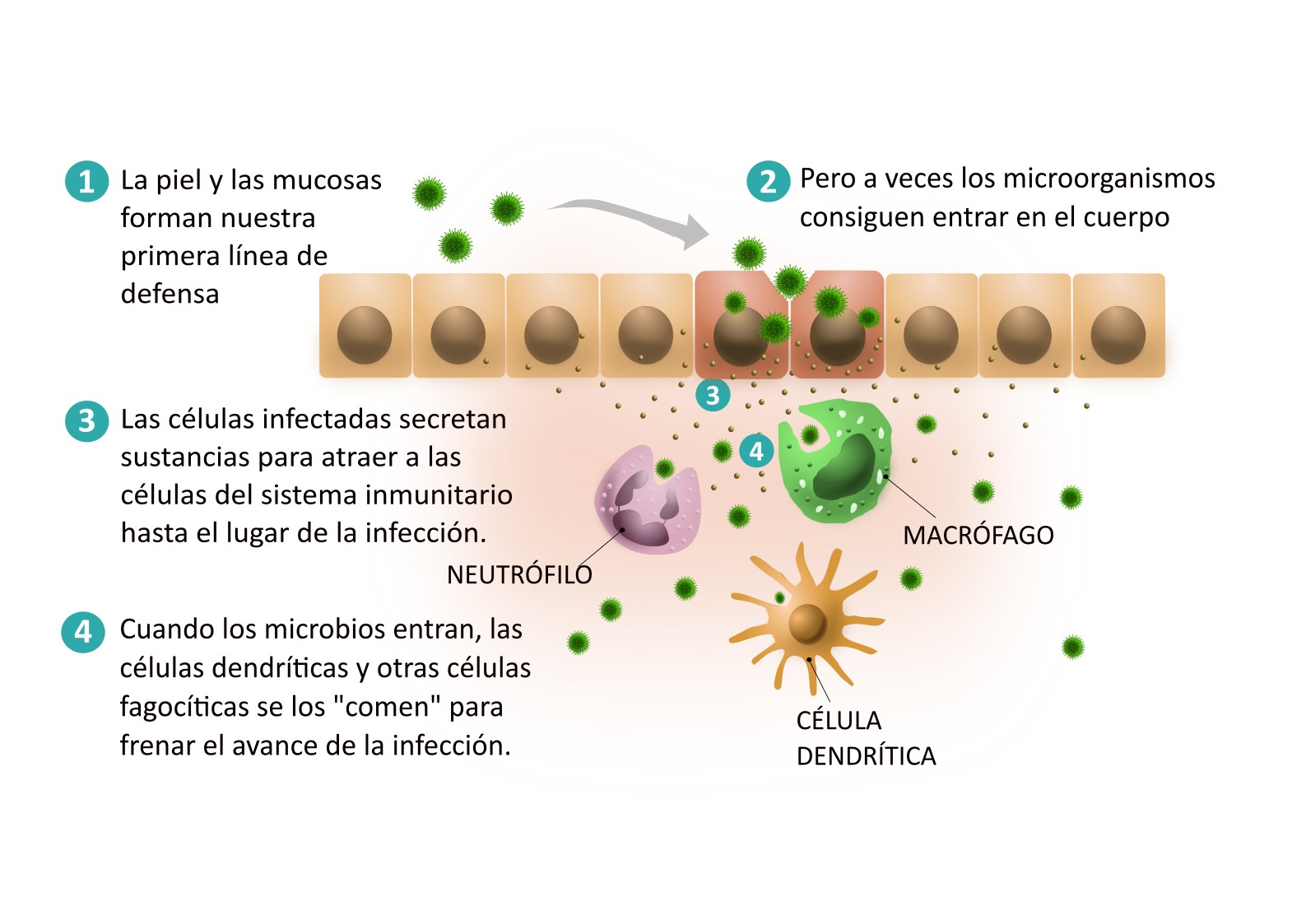 El sistema immunitario: ¿cómo funciona nuestro sistema de defensa? - El