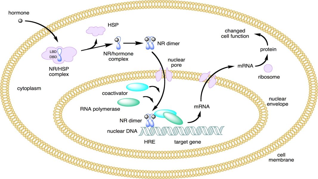 Diagram showing the journey of a steroid hormone to the cell nucleus, where it regulates gene expression.