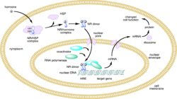 Diagram showing the journey of a steroid hormone to the cell nucleus, where it regulates gene expression.