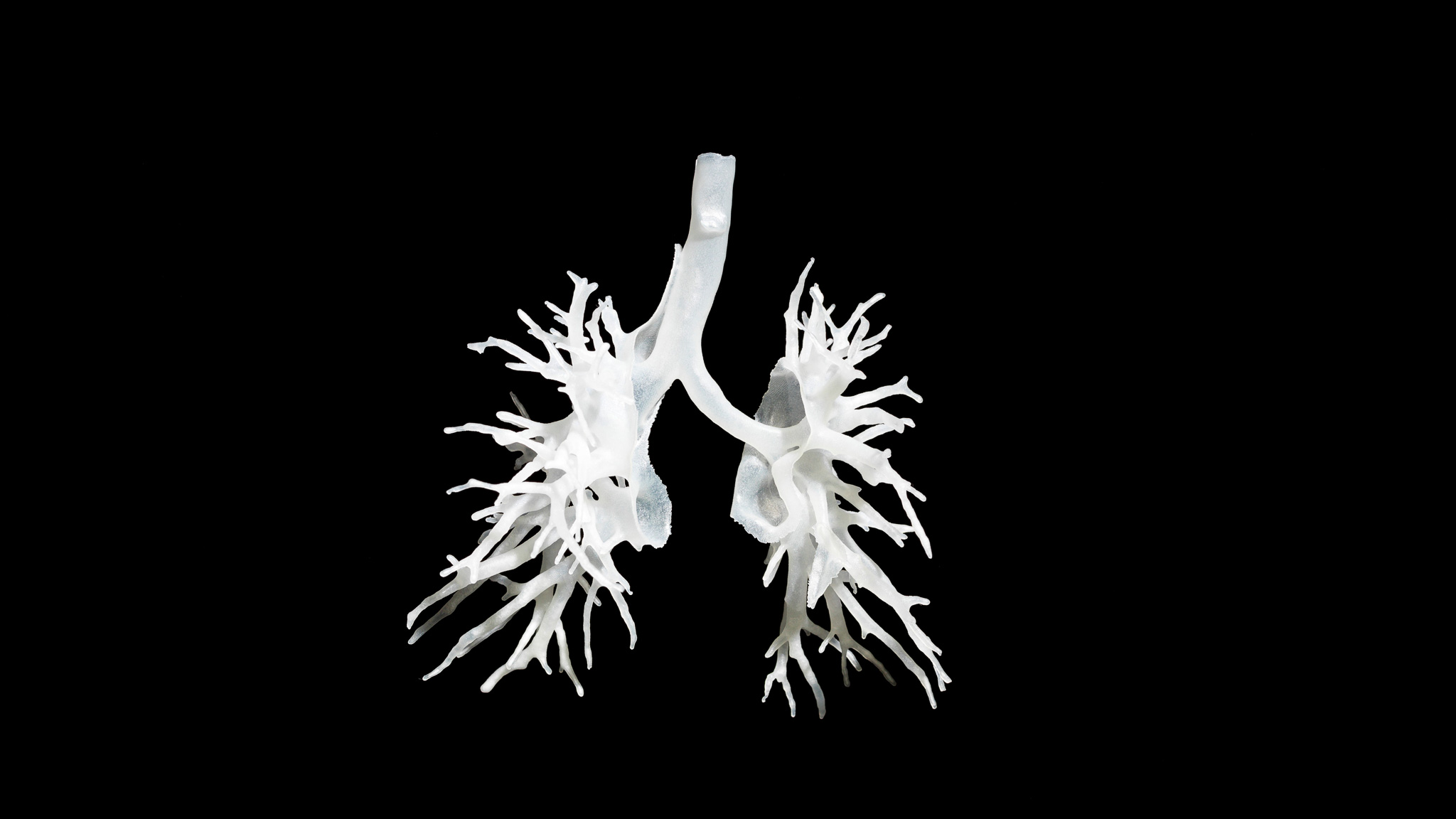 Estructura interna de los pulmones, impreso en 3D con plástico.