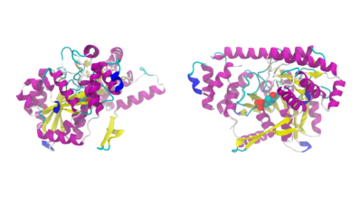 Protein structure