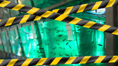 Tapes cross the picture of tanks with Zebrafish