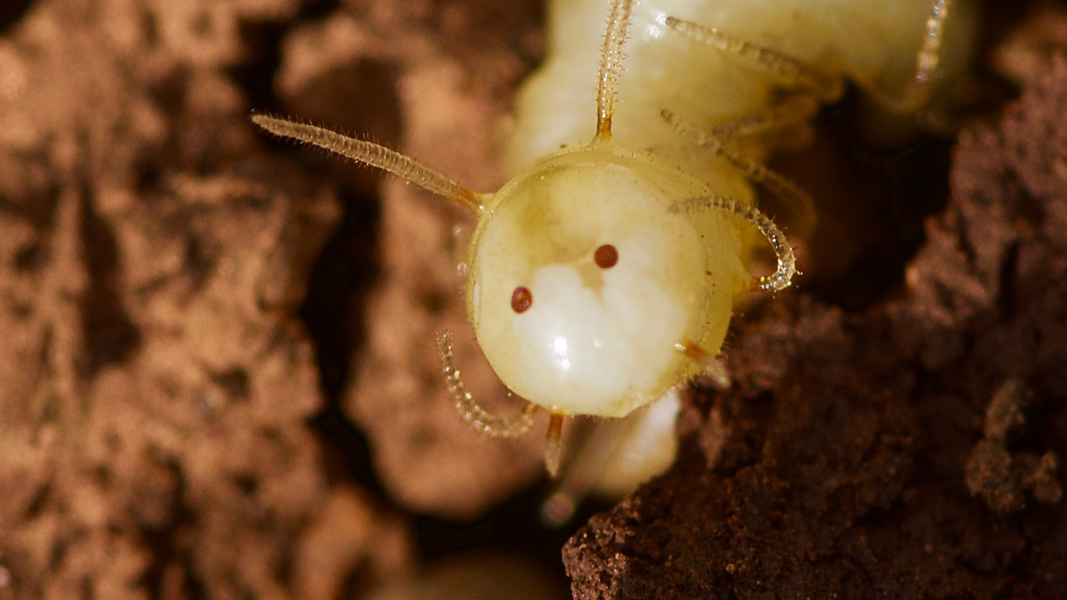 Un larva blanca con dos ojos marrones sobre arena