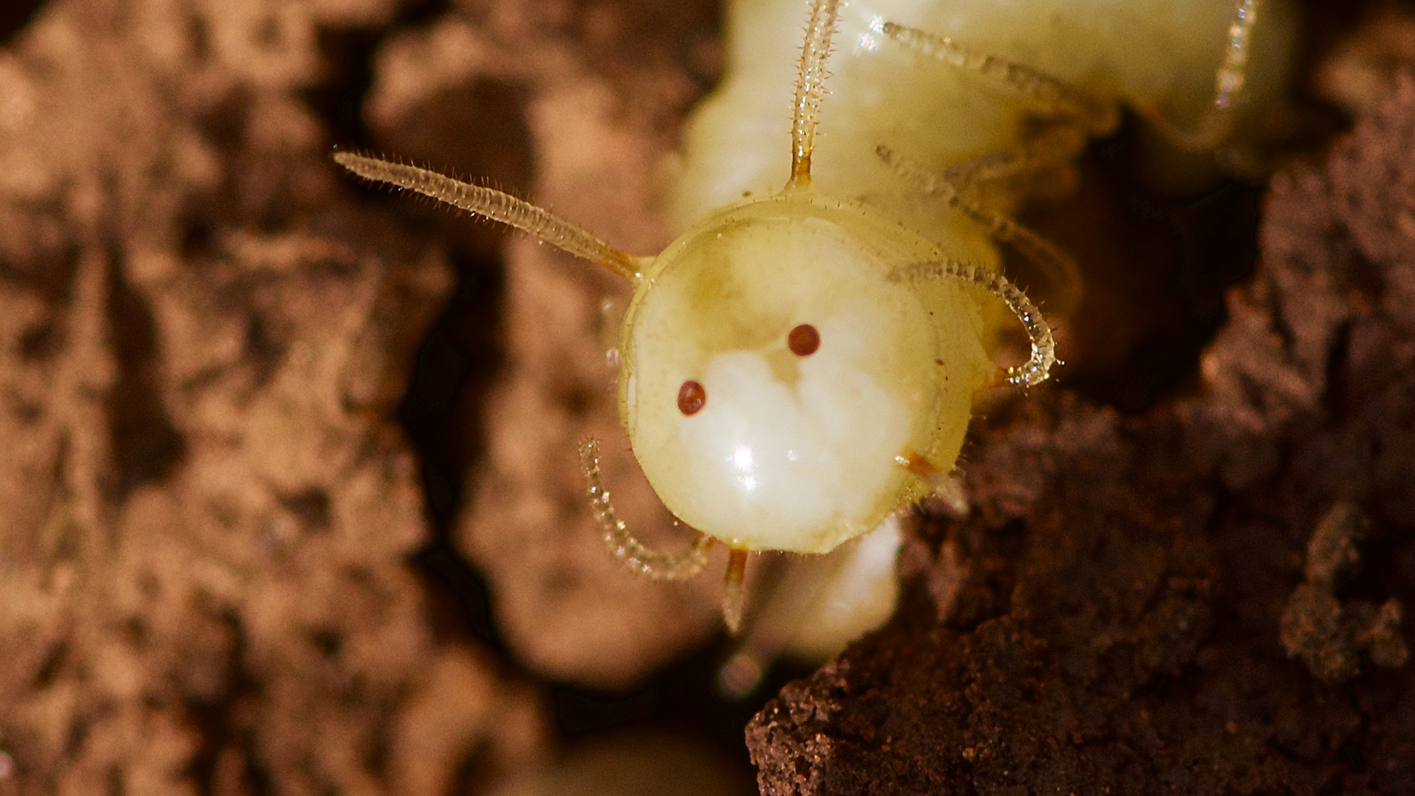 A white larva with two brown eyes on sand