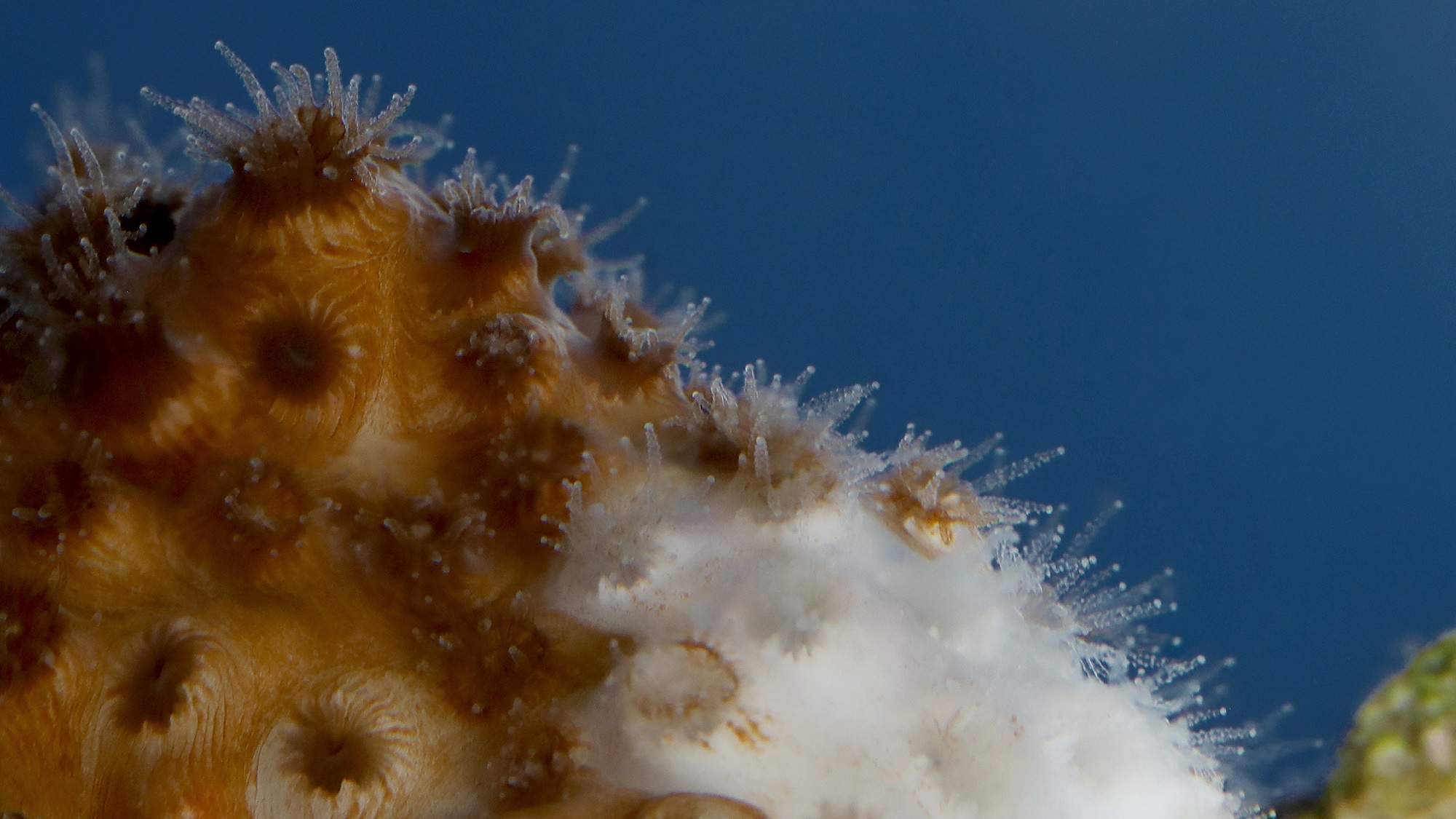 Adaptations to climate change: the resilience of a coral with a flexible diet