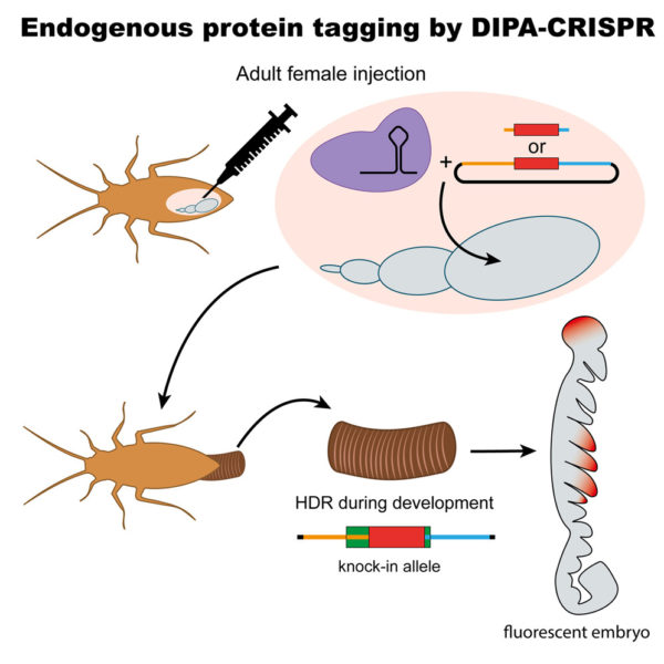 Diagram of the DIPA-CRISPR method applied to Blattella germanica to insert a fluorescent reporter and visualise proteins in vivo during development.