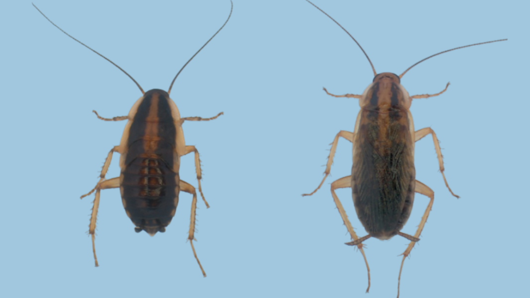 Studying Blattella germanica helps us understand how the transition from juvenile to adult is controlled in insects. Source: Maria-Dolors Piulachs / PLOS Genetics.