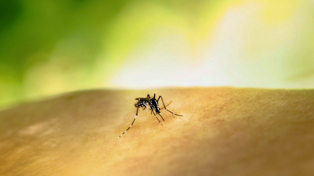 Mosquito sobre la piel humana, en una imagen que ilustra la transmisión de virus como el dengue o el chikungunya por picaduras de mosquito.