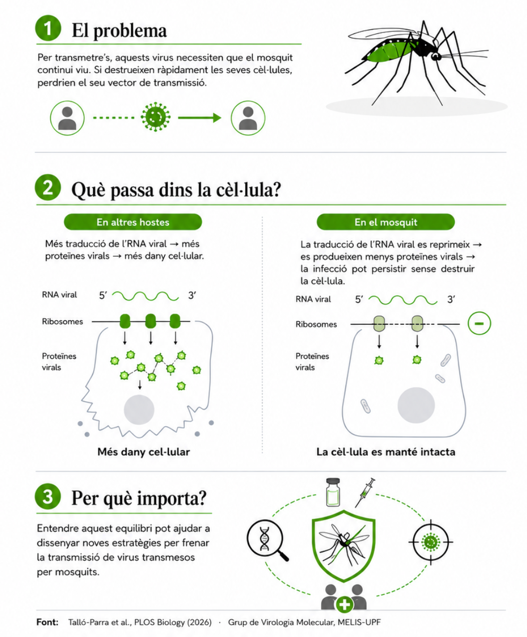 La infografia compara què passa quan un arbovirus infecta altres hostes i quan infecta cèl·lules de mosquit. En altres hostes, una major traducció de l’RNA viral genera més proteïnes virals i més dany cel·lular. En el mosquit, aquesta traducció es reprimeix, es produeixen menys proteïnes virals i la cèl·lula es manté intacta. Aquest equilibri pot afavorir que el virus persisteixi dins el mosquit i continuï transmetent-se.