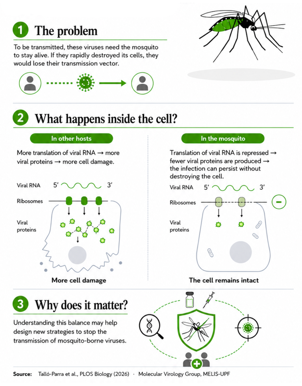 The infographic compares what happens when an arbovirus infects other hosts and when it infects mosquito cells. In other hosts, increased translation of viral RNA produces more viral proteins and more cell damage. In the mosquito, this translation is repressed, fewer viral proteins are produced and the cell remains intact. This balance may help the virus persist inside the mosquito and continue to be transmitted.