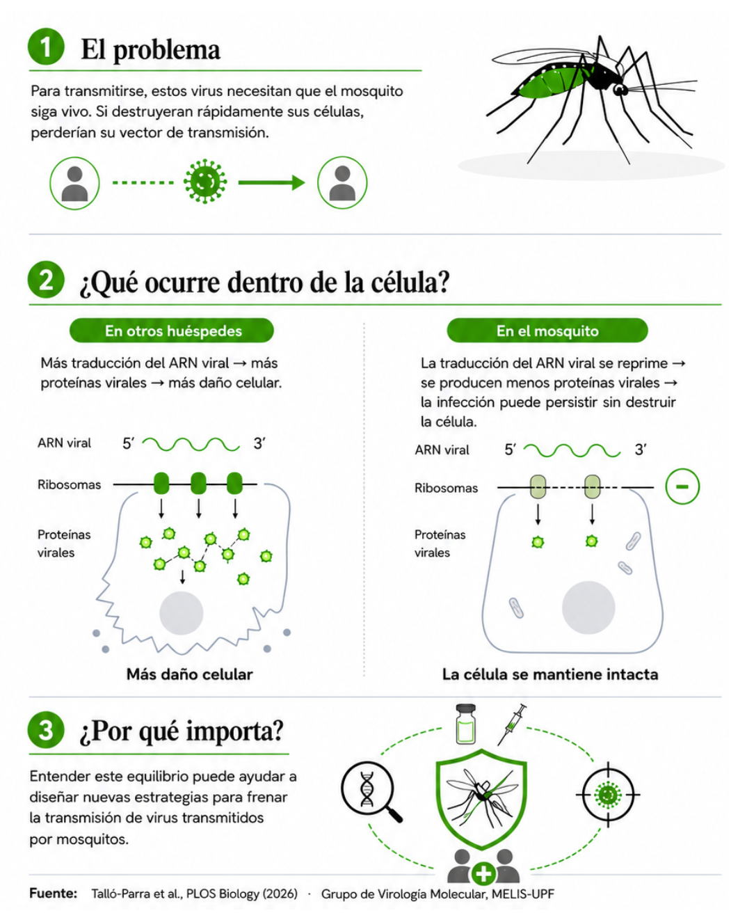 La infografía compara qué ocurre cuando un arbovirus infecta otros huéspedes y cuando infecta células de mosquito. En otros huéspedes, una mayor traducción del ARN viral genera más proteínas virales y más daño celular. En el mosquito, esta traducción se reprime, se producen menos proteínas virales y la célula se mantiene intacta. Este equilibrio puede favorecer que el virus persista dentro del mosquito y continúe transmitiéndose.