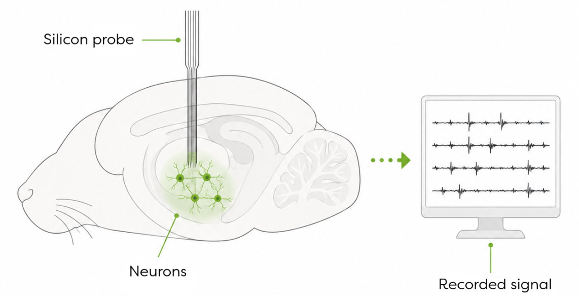 Diagram of a silicon probe recording neural activity in a mouse model.