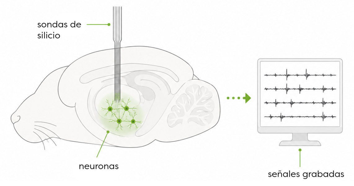 Esquema de una sonda de silicio registrando la actividad neuronal en un modelo de ratón.