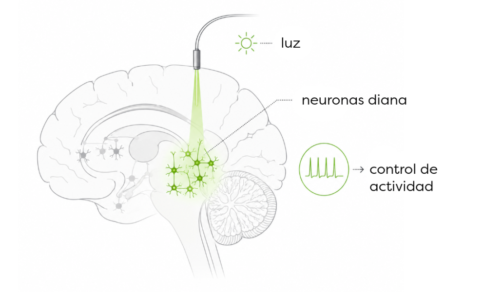 Esquema de una fibra óptica que dirige luz para modular poblaciones celulares específicas del cerebro.