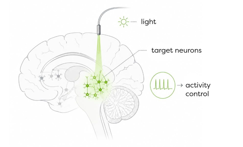 Diagram of an optical fibre delivering light to modulate specific cell populations in the brain.