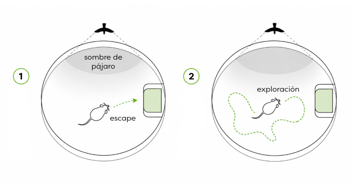 Esquema de una tarea conductual en la que un ratón aprende a pasar de la huida a la exploración.