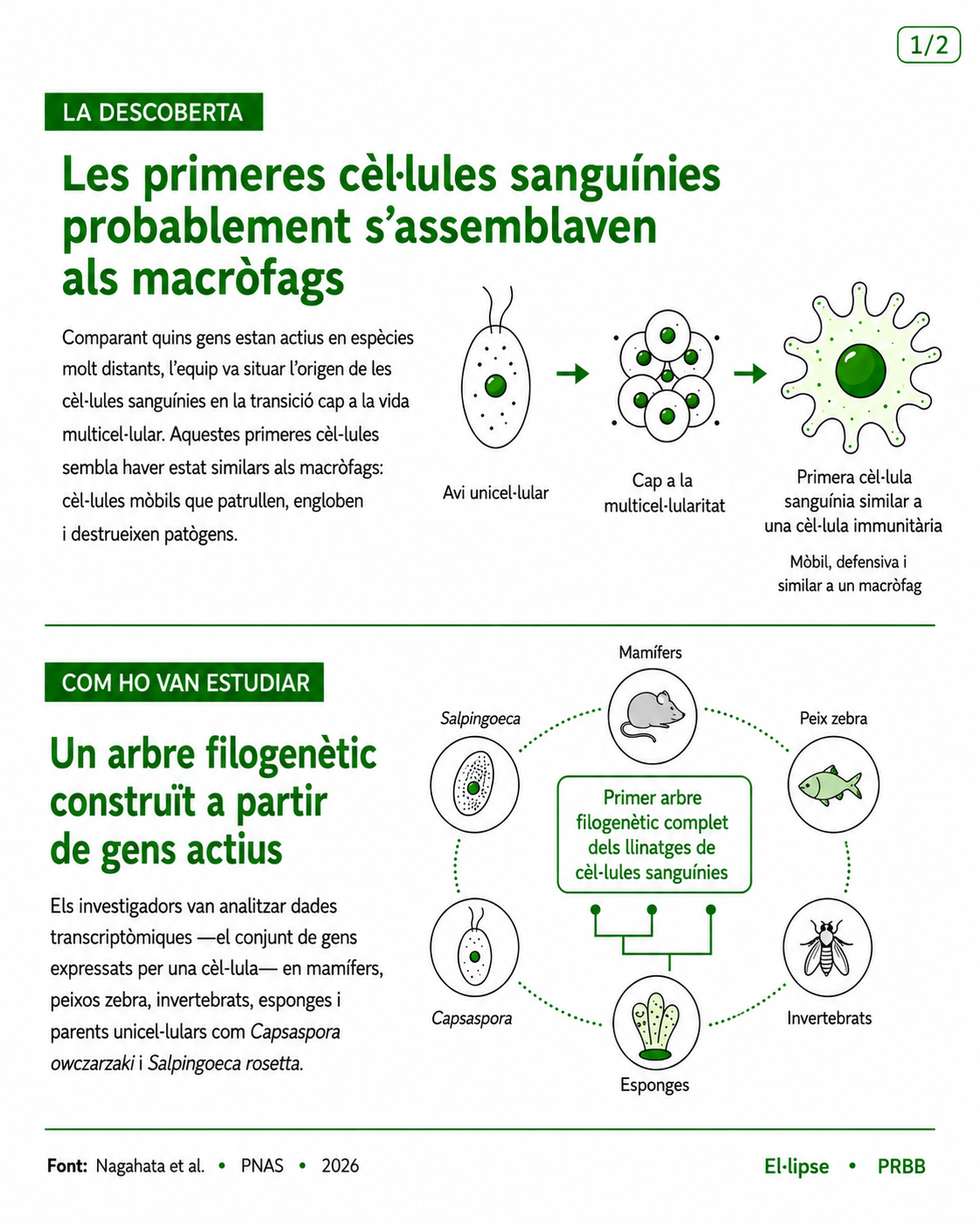 Infografia que mostra com les primeres cèl·lules sanguínies probablement s’assemblaven als macròfags, amb un diagrama que va d’un ancestre unicel·lular a la multicel·lularitat i a una cèl·lula immunitària similar a un macròfag. També mostra un arbre filogenètic construït a partir de gens actius en mamífers, peixos zebra, invertebrats, esponges, Capsaspora i Salpingoeca.