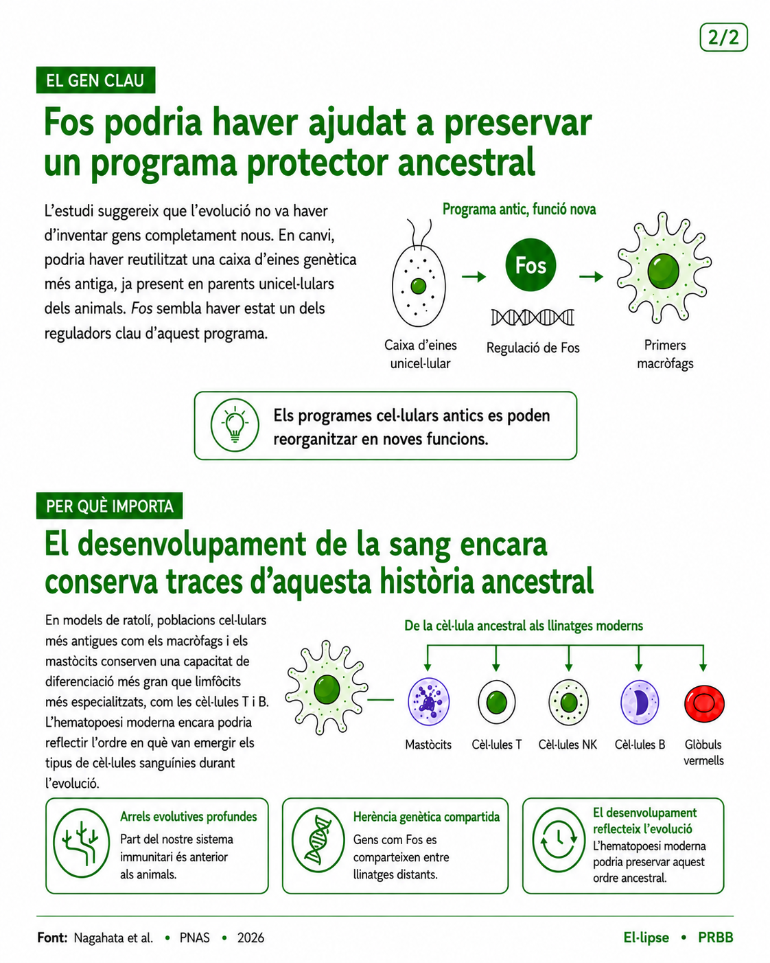 Infografia que explica que el gen Fos podria haver ajudat a preservar un programa protector ancestral reutilitzant una caixa d’eines genètica unicel·lular. També mostra com una cèl·lula ancestral podria haver donat lloc a llinatges moderns de cèl·lules sanguínies i immunitàries, com mastòcits, cèl·lules T, cèl·lules NK, cèl·lules B i glòbuls vermells.