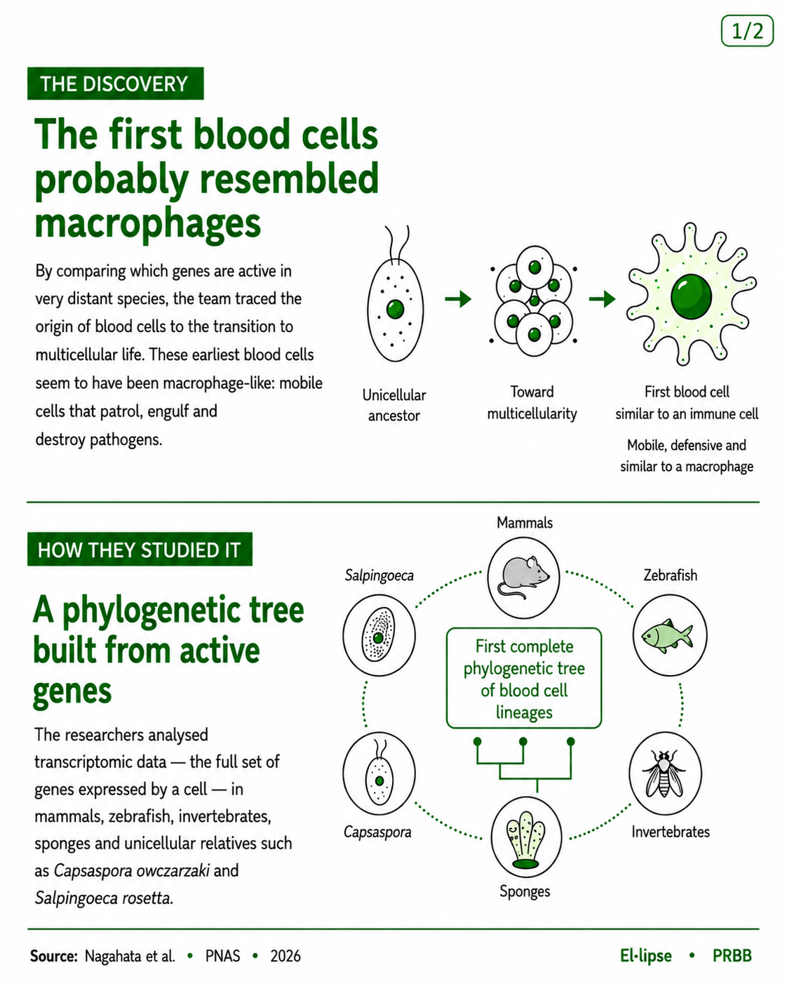 Infographic showing how the first blood cells probably resembled macrophages, with a diagram from a unicellular ancestor to multicellularity and a macrophage-like immune cell. It also shows a phylogenetic tree built from active genes in mammals, zebrafish, invertebrates, sponges, Capsaspora and Salpingoeca.