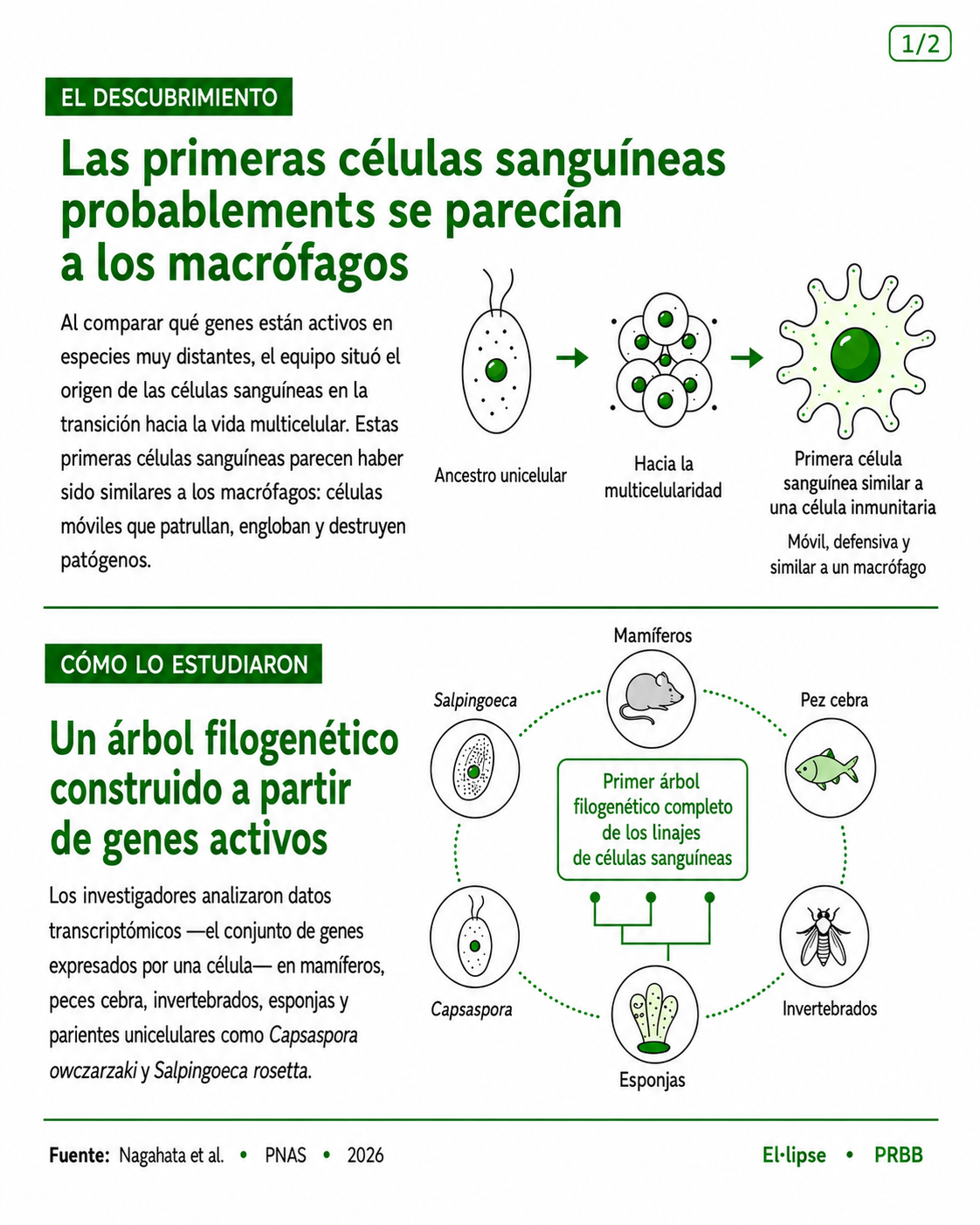 Infografía que muestra cómo las primeras células sanguíneas probablemente se parecían a los macrófagos, con un diagrama que va de un ancestro unicelular a la multicelularidad y a una célula inmunitaria similar a un macrófago. También muestra un árbol filogenético construido a partir de genes activos en mamíferos, peces cebra, invertebrados, esponjas, Capsaspora y Salpingoeca.