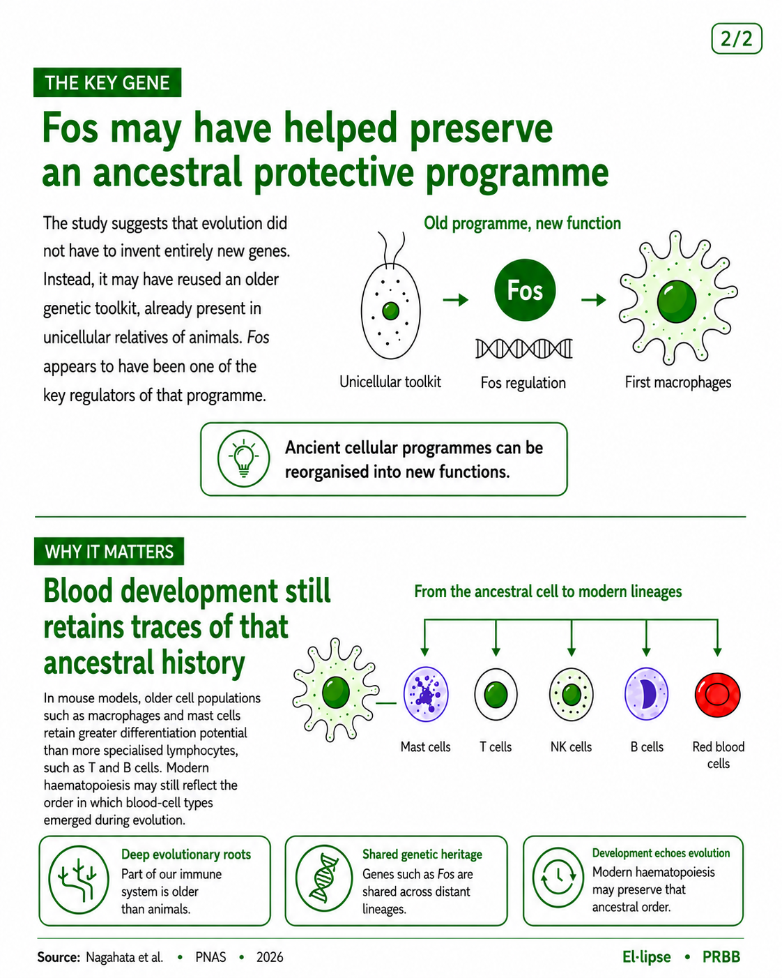 Infographic explaining that the gene Fos may have helped preserve an ancestral protective programme by reusing a unicellular genetic toolkit. It also shows how an ancestral cell may have given rise to modern blood and immune cell lineages, including mast cells, T cells, NK cells, B cells and red blood cells.