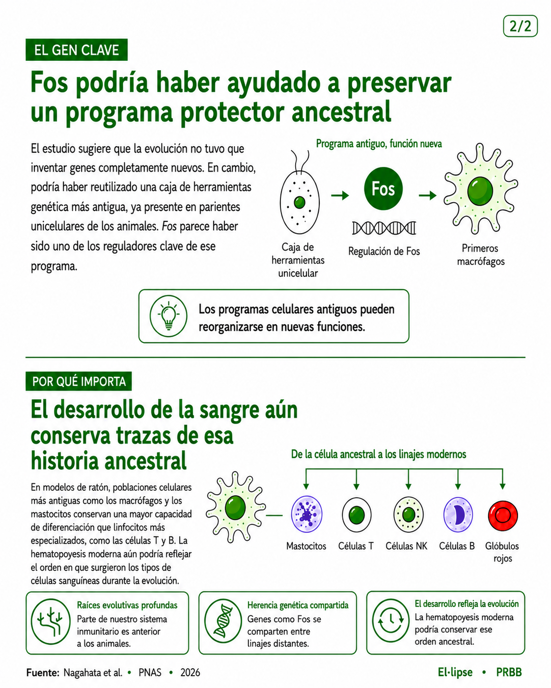 Infografía que explica que el gen Fos podría haber ayudado a preservar un programa protector ancestral reutilizando una caja de herramientas genética unicelular. También muestra cómo una célula ancestral podría haber dado lugar a linajes modernos de células sanguíneas e inmunitarias, como mastocitos, células T, células NK, células B y glóbulos rojos.