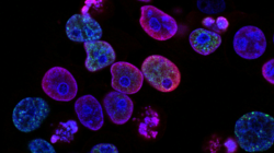 Fluorescence microscopy image of several cell nuclei in shades of blue, red and green.