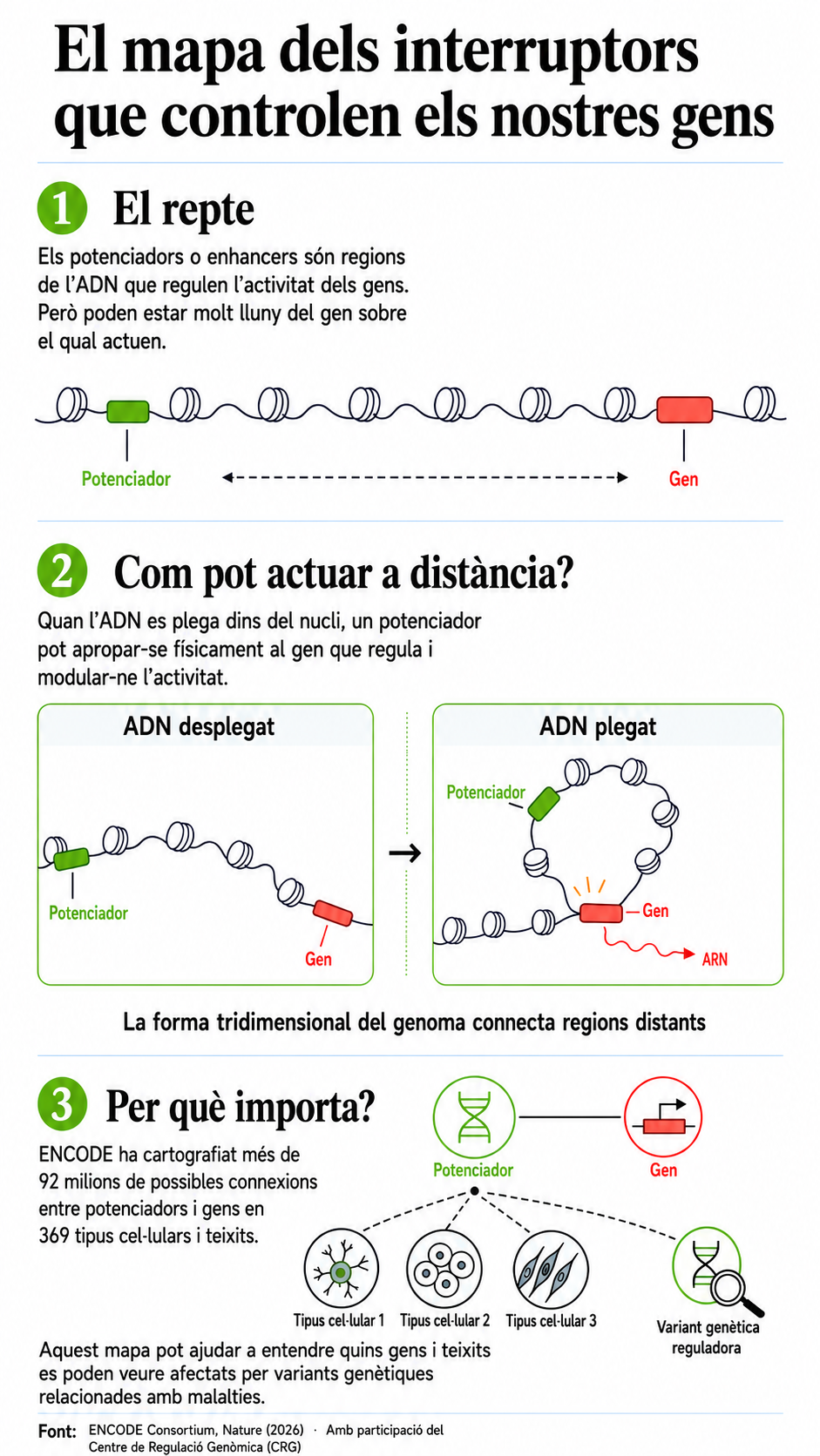 Infografia que mostra com els potenciadors, regions reguladores de l’ADN, poden apropar-se a gens llunyans gràcies al plegament de l’ADN i activar-ne l’expressió. El procés pot variar segons el tipus de cèl·lula.