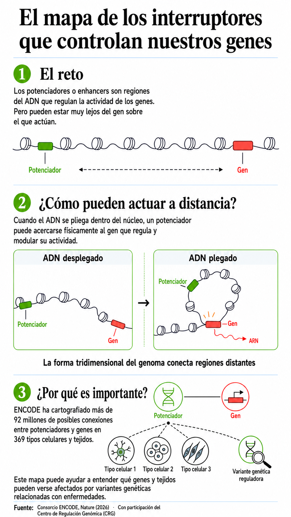 Infografía que muestra cómo los potenciadores, regiones reguladoras del ADN, pueden acercarse a genes lejanos gracias al plegamiento del ADN y activar su expresión. El proceso puede variar según el tipo de célula.
