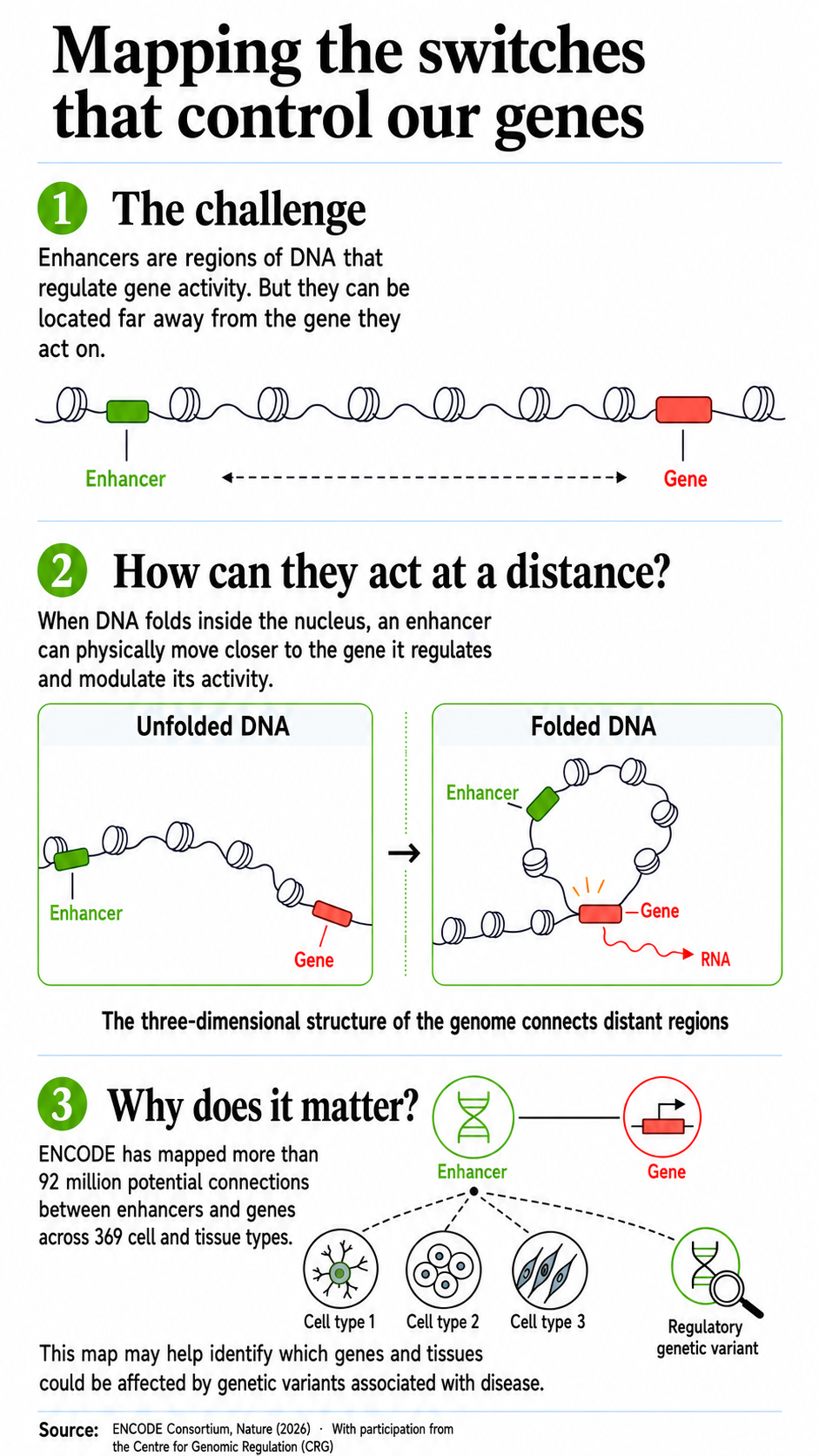 Infographic showing how enhancers, regulatory regions of DNA, can come closer to distant genes thanks to DNA folding and activate their expression. The process can vary depending on the cell type.