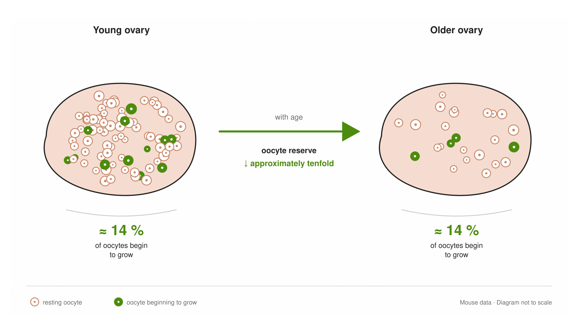 Comparison between a young and an older ovary. With age, the oocyte reserve decreases approximately tenfold, but the proportion that begins to grow remains at around 14 %.