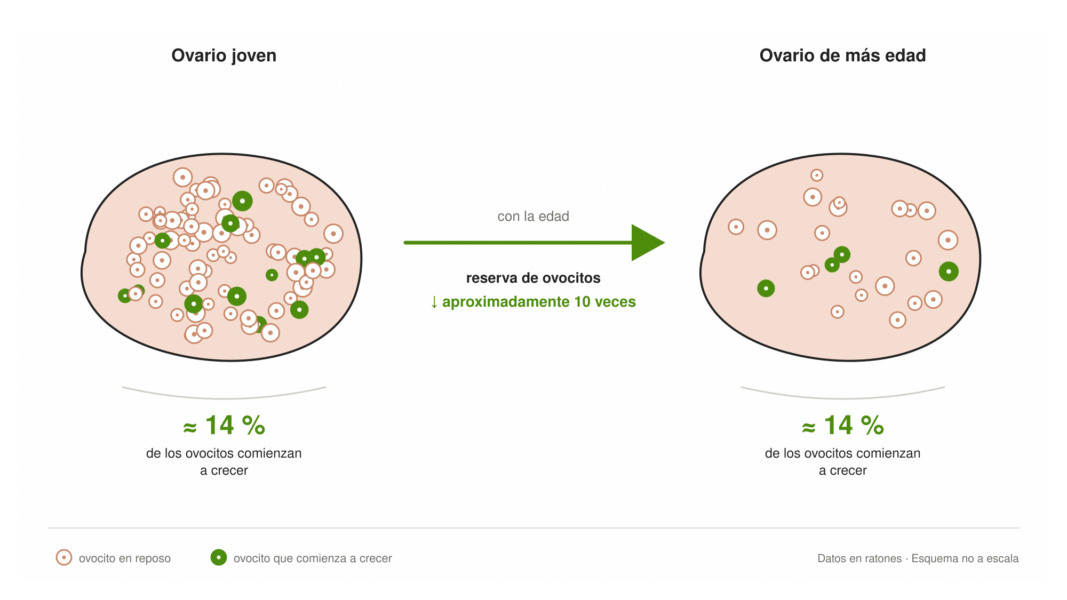 Comparación entre un ovario joven y otro de más edad. Con la edad, la reserva de ovocitos disminuye aproximadamente diez veces, pero la proporción que comienza a crecer se mantiene alrededor del 14 %.