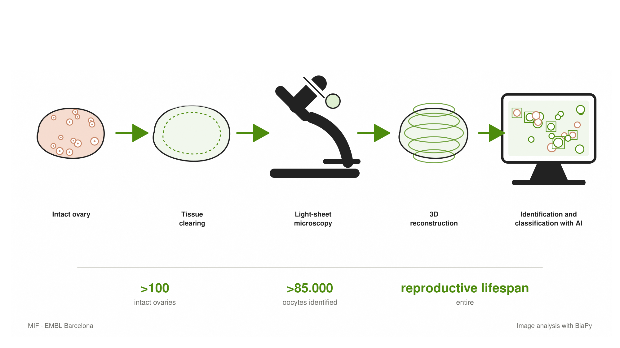 Process used to build the 3D map of the ovary: tissue clearing, light-sheet microscopy, three-dimensional reconstruction and AI-based oocyte identification.