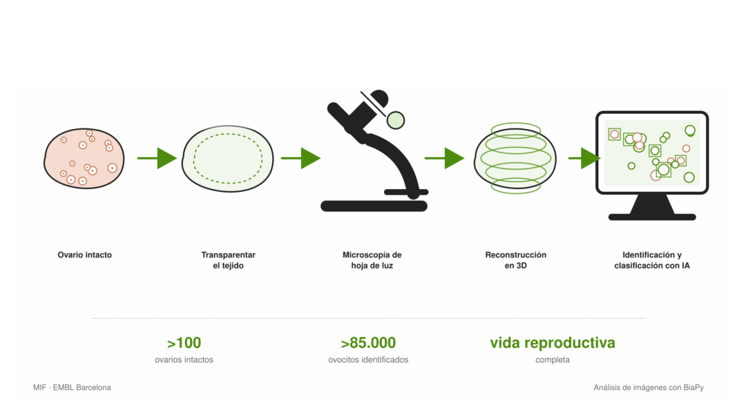 Proceso para construir el mapa 3D del ovario: transparentización del tejido, microscopía de hoja de luz, reconstrucción tridimensional e identificación de los ovocitos mediante inteligencia artificial.