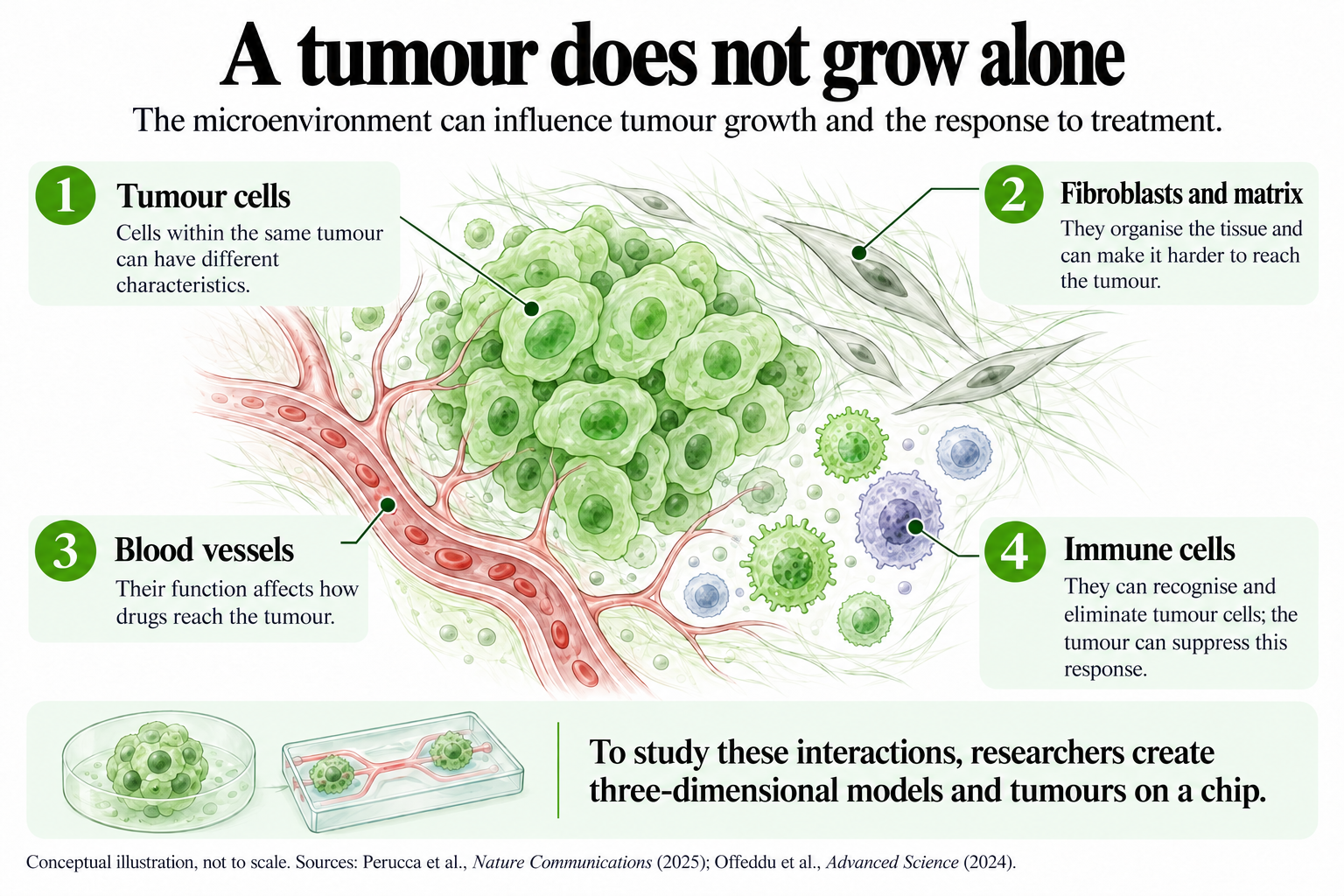 Illustration of the breast tumour microenvironment, showing cancer cells, fibroblasts, extracellular matrix, blood vessels and immune cells. The diagram explains how these components can influence tumour growth and treatment response, and includes 3D models and tumour-on-a-chip technology.